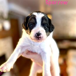 Sparrow - Black and white female Bernedoodle puppy in Midland, Michigan from Northern Charm Farm