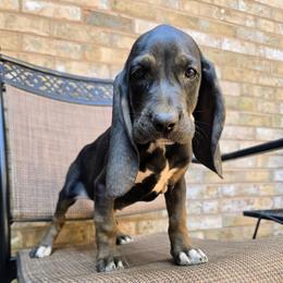 Marina - Black female Colombian Fino Hound puppy in Kingston, Tennessee from Fino Hounds USA