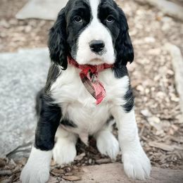 English Springer Spaniel Puppies from Orchard Hill English Springer Spaniels