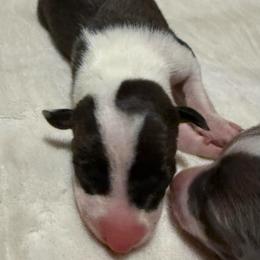 Pinky pie - White and black female Italian Greyhound puppy in Texas from Italian Greyhounds of Frisco