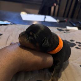 Girl 2 orange collar - Black and rust female Rottweiler puppy in Grand Rapids, Michigan from Rott-Squad Kennels
