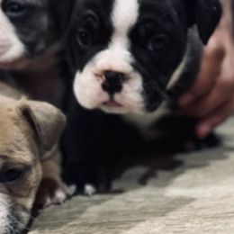 Bulldogs from Lulu’s EB Babies