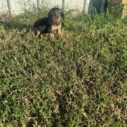 Boy 3 - Black and tan male Bloodhound puppy in Tahlequah, Oklahoma from HNH Hounds