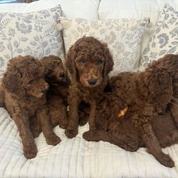 Poodle Puppies from Orange Grounds Poodles