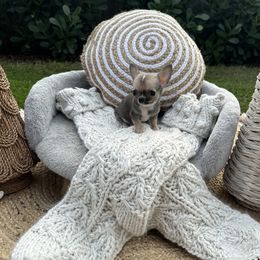 Chihuahua Puppies from Figgy’s Chihuahuas