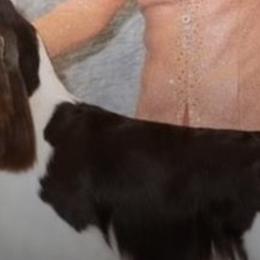 English Springer Spaniels from R6 Kennels