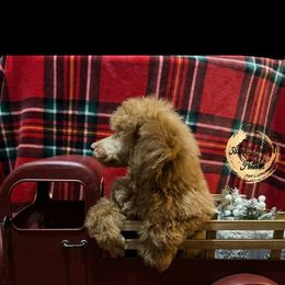 Espresso - Red  Poodle puppy in Buckhorn, Kentucky from Abner Farm’s Poodles