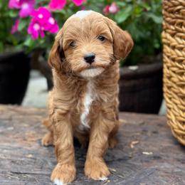 Cilantro - Red  male Goldendoodle puppy in Wharton, Texas from Little Fur Friends