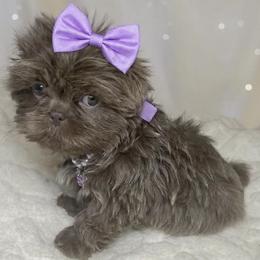 Girl 2 - female Shih Tzu puppy in Riverside, California from Be Dazzled Shihtzu