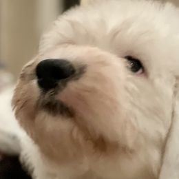 Old English Sheepdogs from Cotufas
