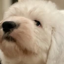 Old English Sheepdogs from Cotufas