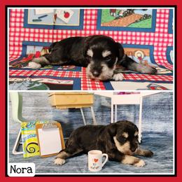 Nora - Black and silver female Miniature Schnauzer puppy in Lebanon, Missouri from Cedar Glades Canines
