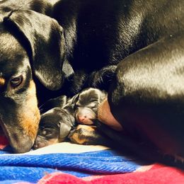Dachshund Puppies from Phillian Family Mini Dachshunds