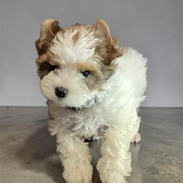 Girl green collar - Black tan and white female Biewer Terrier puppy in Madisonville, Tennessee from Heavenly Yorkies in Southeast Tennessee