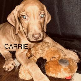 Carrie Underwood - Rd whtn brn nose female Rhodesian Ridgeback puppy in Waterloo, Nebraska from Bar B Ridgebacks