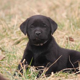 Labrador Retriever Puppies from Ivy Leash Labradors