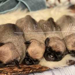 Pugs from J&R Companions