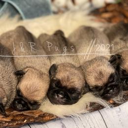 Pugs from J&R Companions