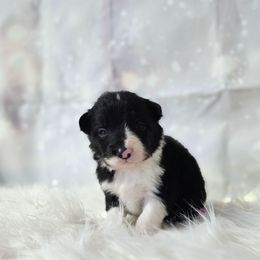 Brie - Black and white female Border Collie puppy in Avilla, Indiana from Borderline Kennels