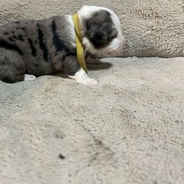 Aquagirl - Blue merle female Australian Shepherd puppy in Terryville, Connecticut from Spirited Aussies