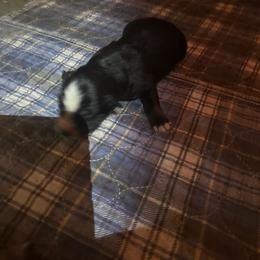 Piper - Black tri-color female Australian Shepherd puppy in Lynnville, Indiana from Moonlightaussies