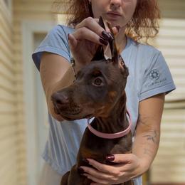 Light Pink Collar Girl - Red and rust female Doberman Pinscher puppy in Stow, Ohio from Imperium Dobermann