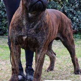 Bullmastiff Puppies from Watchman Kennels
