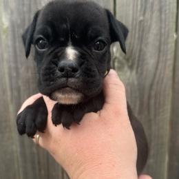 Yellow - Shirley - Brindle female Boxer puppy in Watervliet, New York from Shamrock's Boxers