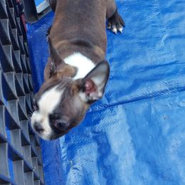 Boston Terrier Puppies from IHeart Boston Terriers
