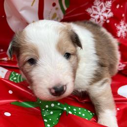 Shaggy - Sable merle and white male Shetland Sheepdog puppy in Kerville, Texas from Cedar Hill Kennels