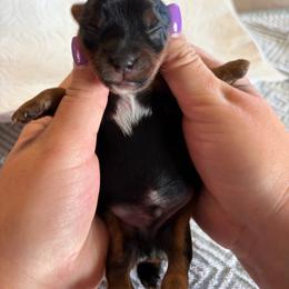 Nandor the Relentless - Black and tan male Yorkshire Terrier puppy in Coeur D Alene, Idaho from Cozy Coeur Yorkies