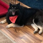 Keeshond Puppies from Keeshond Country Paradise