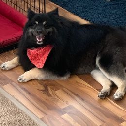 Keeshond Puppies from Keeshond Country Paradise