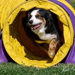 Australian Shepherd Puppies from Cu2 Aussies