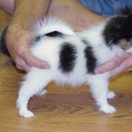 Papillon Puppies from Clearlake Papillons
