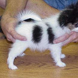 Papillon Puppies from Clearlake Papillons