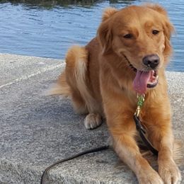 Golden Retrievers from Brigadoon Goldens