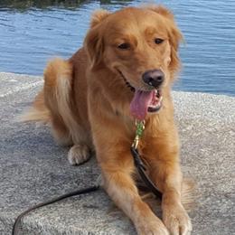 Golden Retrievers from Brigadoon Goldens