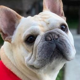 French Bulldogs from Rose Gold Frenchies