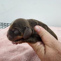 AKC Linus - Sable male Cocker Spaniel puppy in New Market, Tennessee from Down in the Holler
