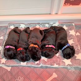 1st pick male - Black male Cane Corso puppy in Branson, Missouri from Silver Summit Cane Corso