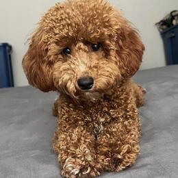Chili - Poodle