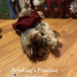 Mia - Yorkshire Terrier