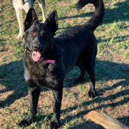 Maleficent “Mal” - German Shepherd