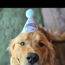 Golden Retriever puppies from Spraggins Sweet Acres