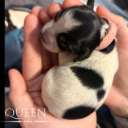 Queen - Black and tan female Dachshund puppy in Nampa, Idaho from 208 Dox Dynasty