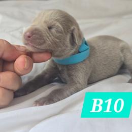 B10 - Silver gray male Weimaraner puppy in Frostproof, Florida from Waggin' Weims