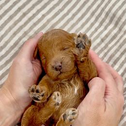 Girl 3250 Free Delivery - Red  female Goldendoodle puppy in Mayfield, Utah from Ruff Country Doodles