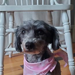 Izzy - Black and white female Schnoodle puppy in Leitchfield, Kentucky from Eveleigh Acres Puppies