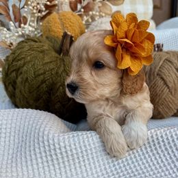 Girl 7 - female Cavapoochon puppy in Lucas, Ohio from Apricot Lane Puppy